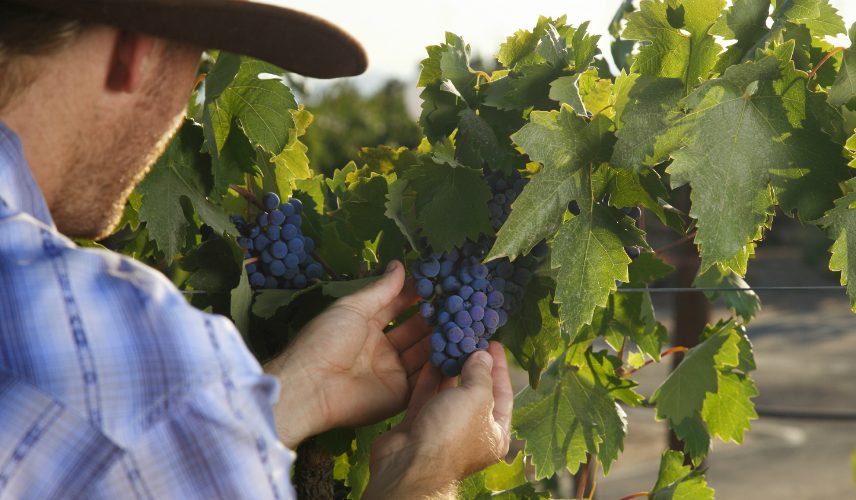 Torres_Vineyards_Barcelona