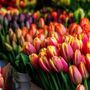 Tulips in Amsterdam market