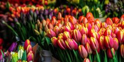 Tulips in Amsterdam market