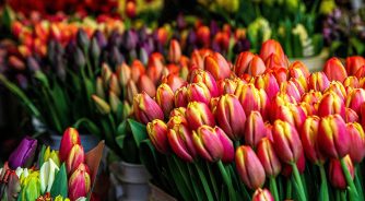 Tulips in Amsterdam market