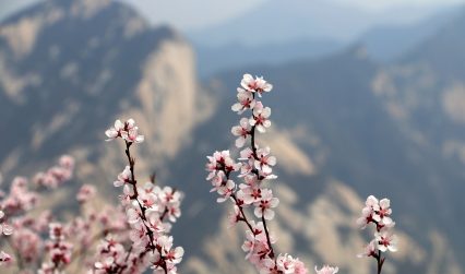 Xian Blossom