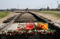 auschwitz-birkenau flowers