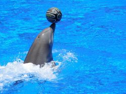 Mediterraneo Marine Park