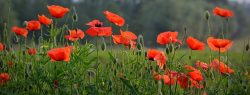 Bruge Poppies