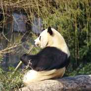 giant panda in Chengdu