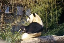 giant panda in Chengdu