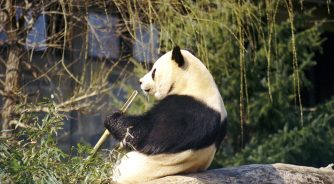 giant panda in Chengdu