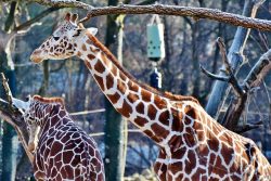 zoo