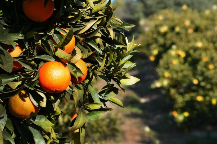 Spanish Orange