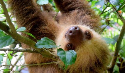 Costa Rica Sloth