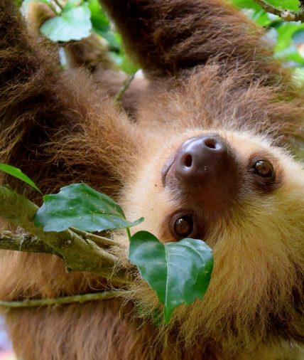 Costa Rica Sloth