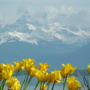 tulips lake geneva