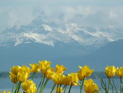 tulips lake geneva