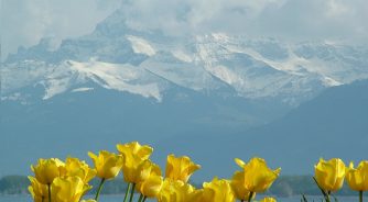 tulips lake geneva