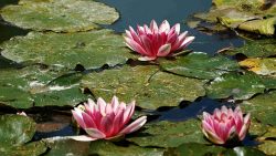 Water lillies at Monet Gardens