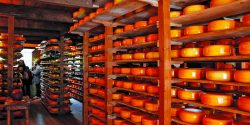 Cheese_tasting_Amsterdam