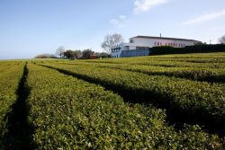 Gorreana-Tea-Factory-Gorreana-Tea-is-originated-from-São-Miguel-Island-and-started-in-1883-Turismo-Açores-compressed-1