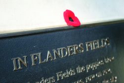 flanders field