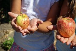 La Ferme du Lavoir Apple Farm