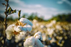 Alabama cotton