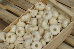 garlic