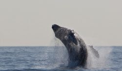 humpback-whale boston usa