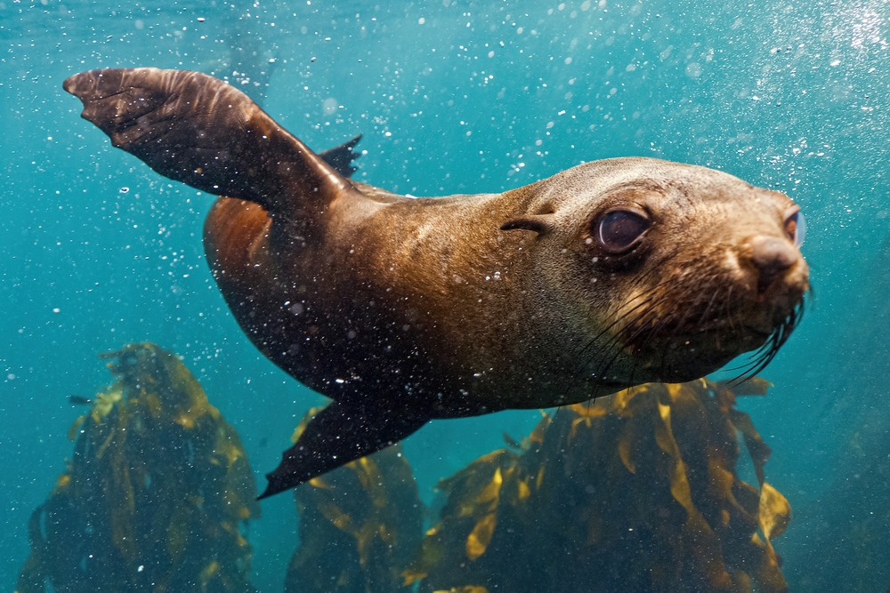 Sea lion swimming underwater