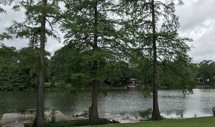swamp
