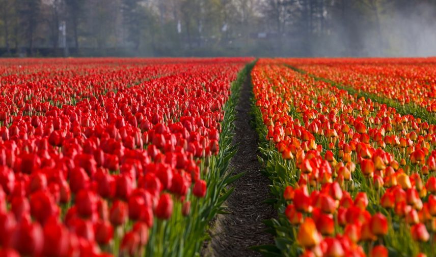 tulips