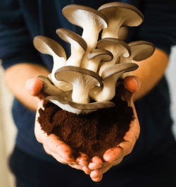 PermaFungi_Crop