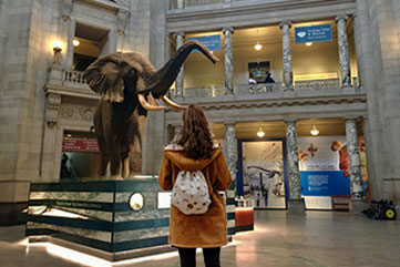 Students looking at Henry the elephant at the Smithsonian