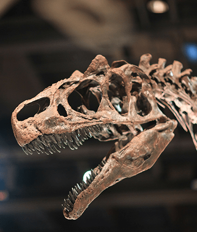 Head of dinosaur skeleton