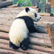 panda-chengdu