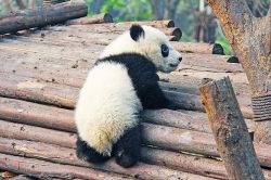 panda-chengdu