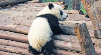 panda-chengdu