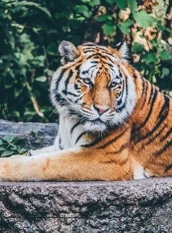 edinburgh-zoo