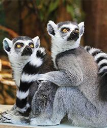 lemur_zoo_dublin