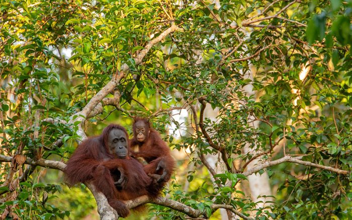 borneo_orangutan_website