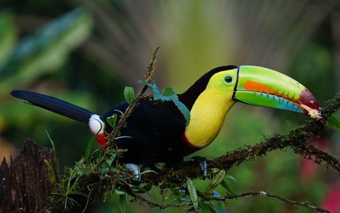 Toucan in Costa Rica