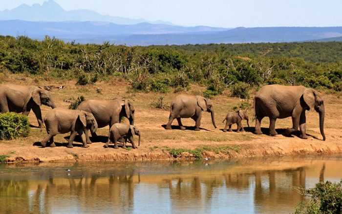 elephants_south_africa
