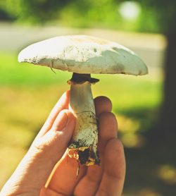 Party Leader holding fungi