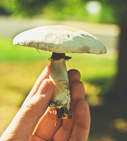 Party Leader holding fungi