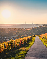 Fantastic,Sunset,In,The,Colorful,Vineyards,Near,Stuttgart,,Germany.,A