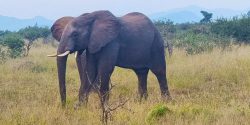 1000x500_south-africa-hinchingbrooke-school-trip-elephant