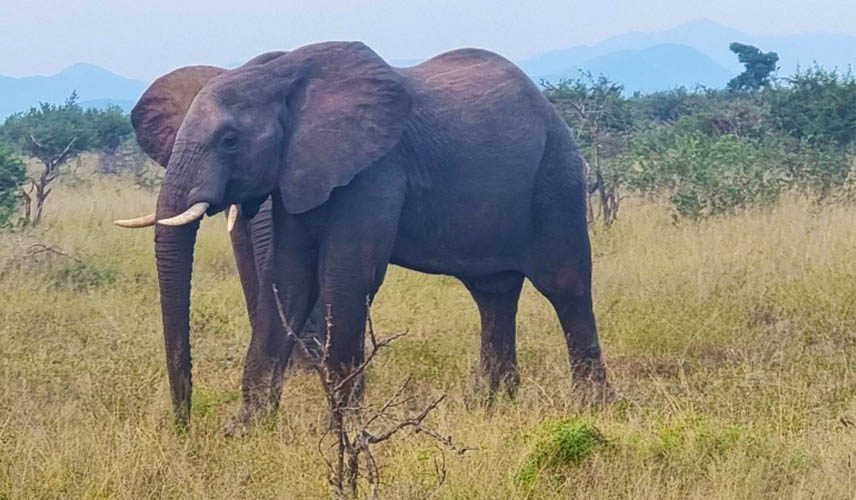 Spotted! An elephant in the wild during a game drive
