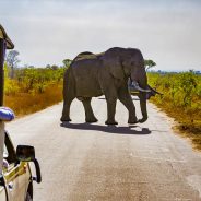 Elephant, Safari, Kruger National Park, South Africa