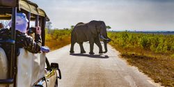 Elephant, Safari, Kruger National Park, South Africa