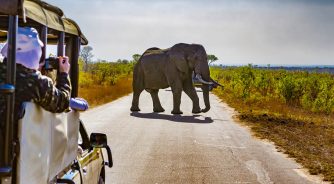 Elephant, Safari, Kruger National Park, South Africa