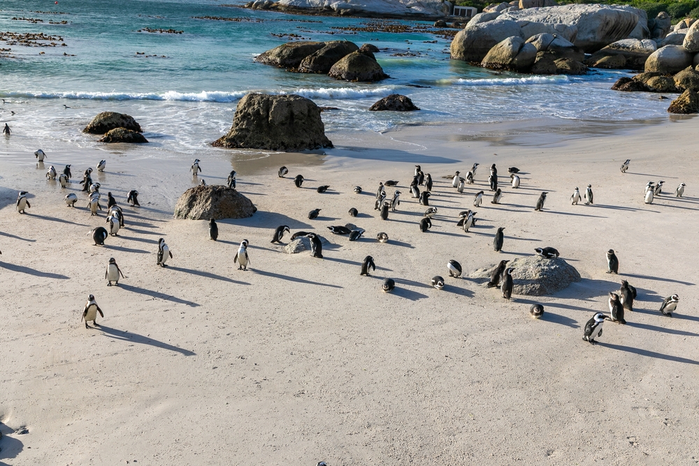 Penguins on Boulders Beach, Cape Peninsula