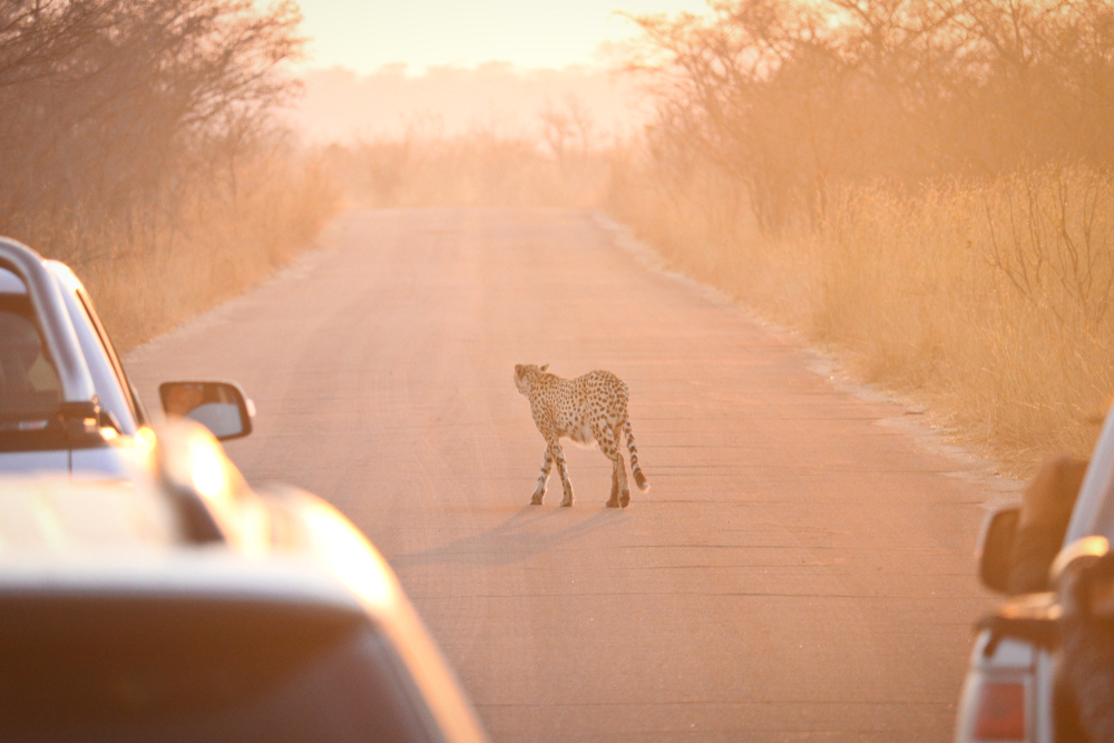 Safari game drive in Kruger National Park, South Africa